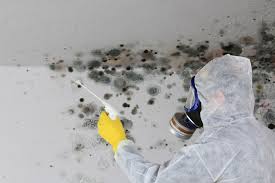 Trusted Fairborn, OH Mold Removal Services Experts